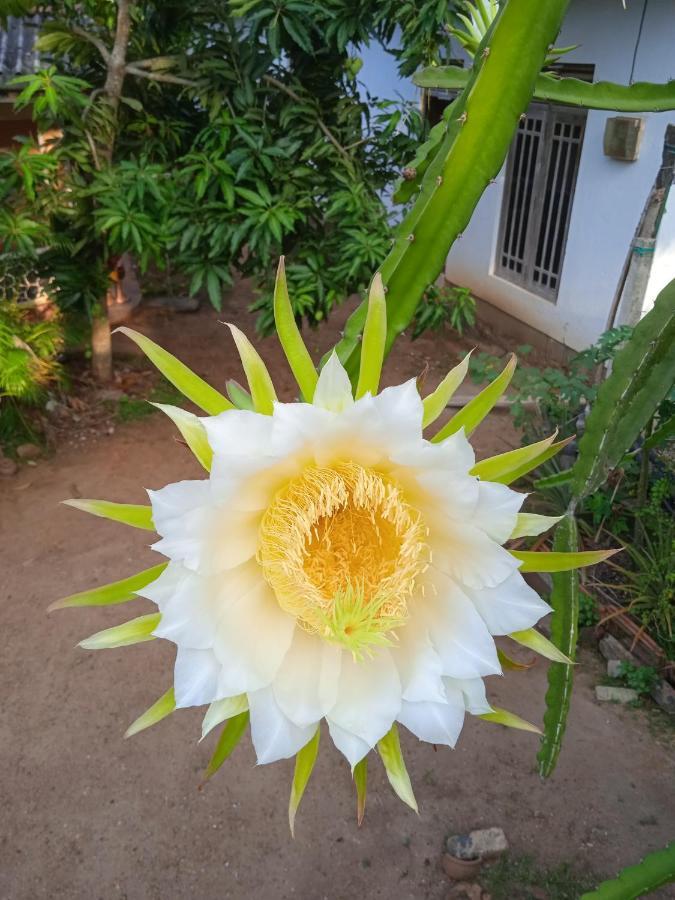 Sanaya Homestay Tangalle Extérieur photo